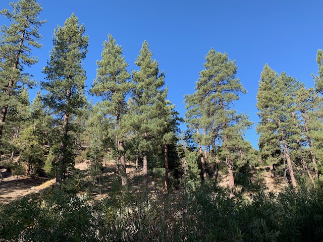 camp forest