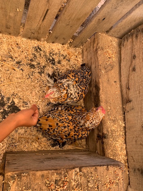 chiken 2